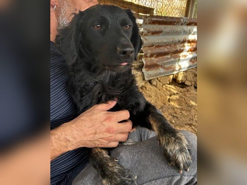 MILANA❤️liebe Kuschelmaus sucht dringend ihr Für-Immer-Körbchen