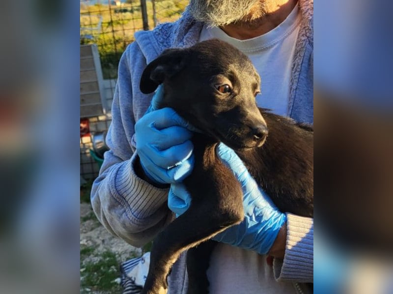 süße TABI❤️kuschelsüchtiges Sonnenscheinchen & pure Lebensfreude!