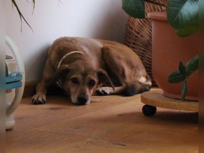 Mathilda  wartet in 90427 Nürnberg