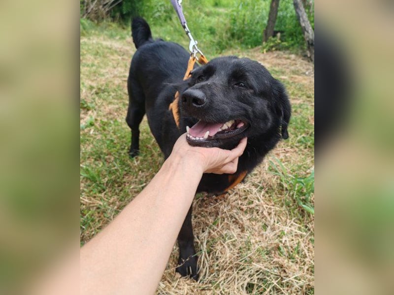 Lady ♥ Gara ♥  freundlich, offen, verschmust Lady ♥ Gara ♥  freundlich, offen, verschmust