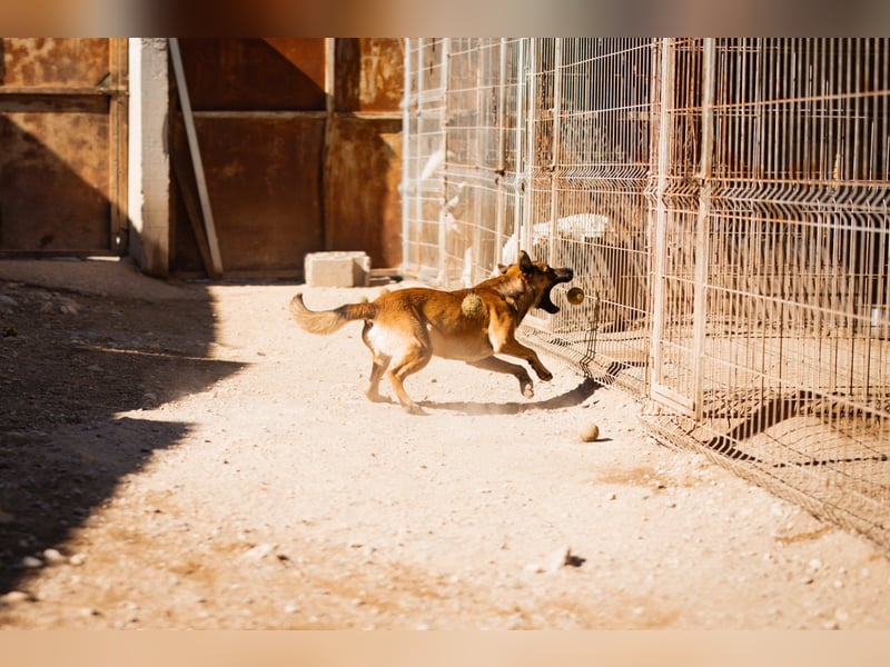 XAVER❤️entzückender, lustiger Jungrüde auf dringender Körbchensuche!