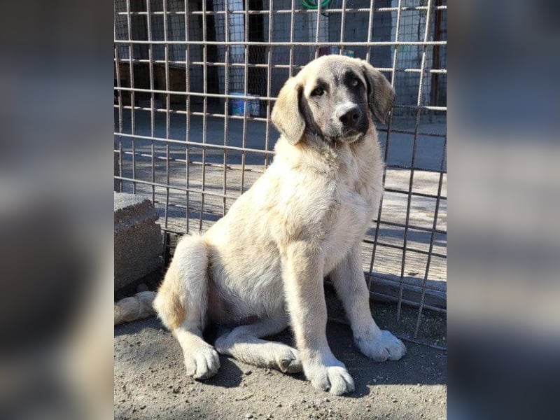 ♥Sofia♥ liebe und aktive HSH-Mix-Junghündin ♥Sofia♥ liebe und aktive HSH-Mix-Junghündin