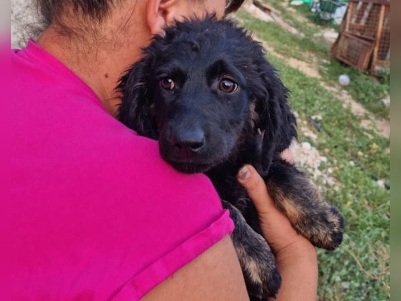 MILANA❤️liebe Kuschelmaus sucht dringend ihr Für-Immer-Körbchen