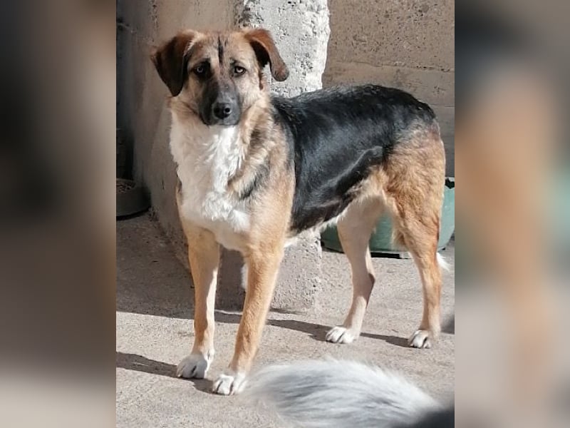 KORA❤️sanfte Seele sucht sehnsüchtig ein liebevolles Zuhause & Geborgenheit