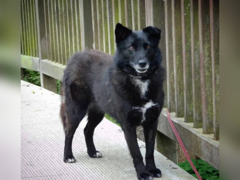 LIBBY, tolle 6 jährige Hündin sucht ihr Heim für immer !