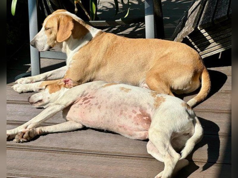 Toni - auf Pflegestelle in 47652 Weeze