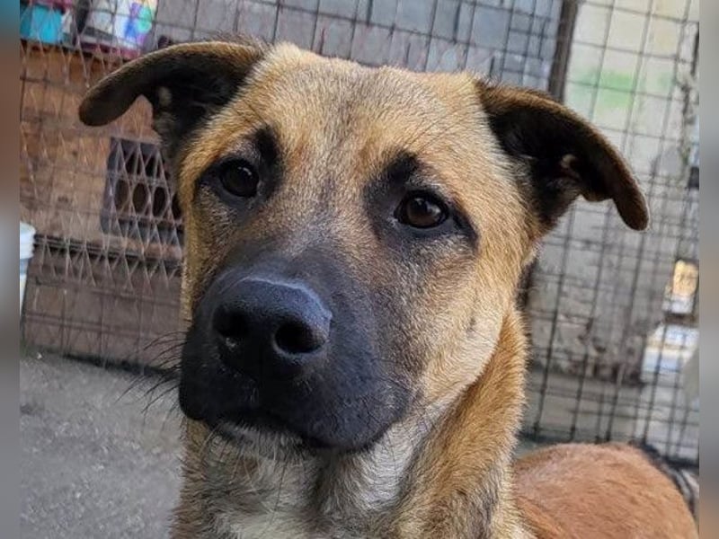 XAVER❤️entzückender, lustiger Jungrüde auf dringender Körbchensuche!