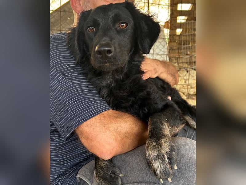MILANA❤️liebe Kuschelmaus sucht dringend ihr Für-Immer-Körbchen