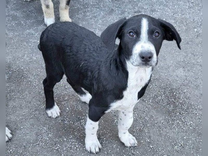 Rüdenbub ♥Vince♥ unser kleiner Prinz ♥