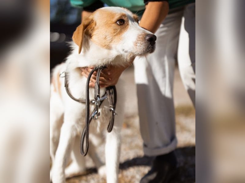 CHARLIE❤️Lieb. Aufgeschlossen. Einfach besonders: ein Herzbub voller Liebe sucht sein Zuhause!