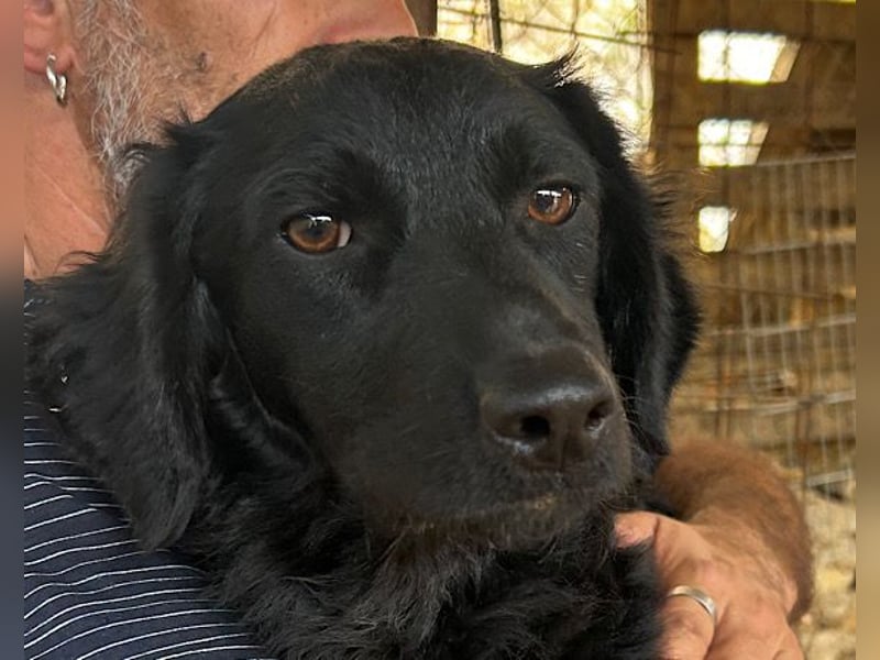 MILANA❤️liebe Kuschelmaus sucht dringend ihr Für-Immer-Körbchen