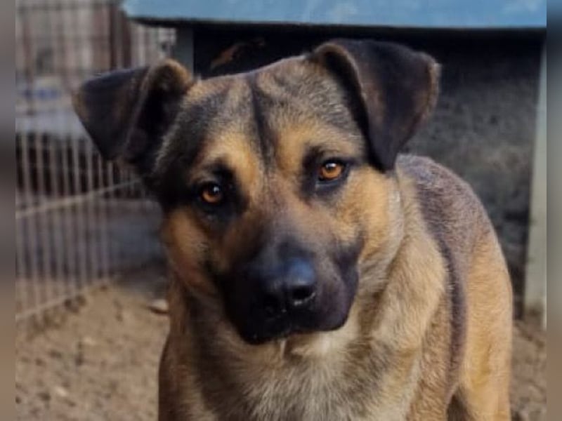 Good-Boy LINO❤️zutraulich, sozial & aufgeschlossen Good-Boy LINO❤️zutraulich, sozial & aufgeschlossen