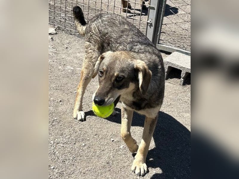 Lebensfrohe ♥ Pika ♥ sucht ihre treuen Menschen Lebensfrohe ♥ Pika ♥ sucht ihre treuen Menschen