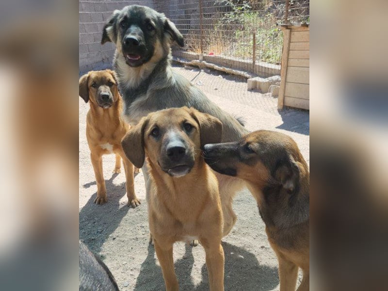 Schnuckel ♥Bettie♥ will spielen & kuscheln Schnuckel ♥Bettie♥ will spielen & kuscheln