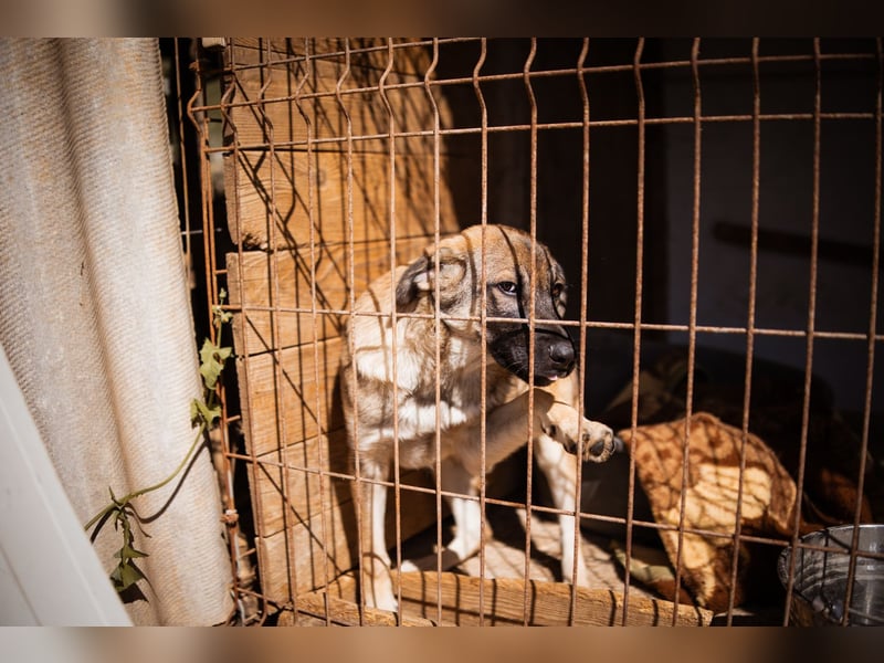 COCO❤️verspielt, sanft und voller Vertrauen: ein Herz für Groß und Klein!