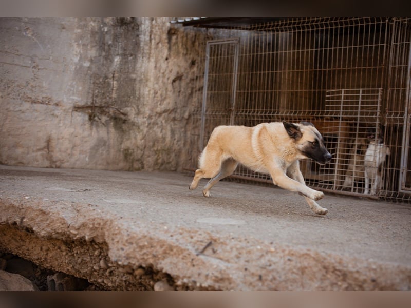 ♥Sofia♥ liebe und aktive HSH-Mix-Junghündin ♥Sofia♥ liebe und aktive HSH-Mix-Junghündin