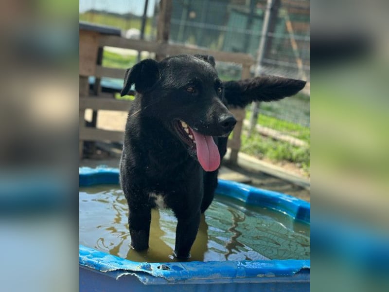 ALLY❤️Baden, toben, kuscheln – fröhlicher Jungrüde liebt das Leben und sucht dich!