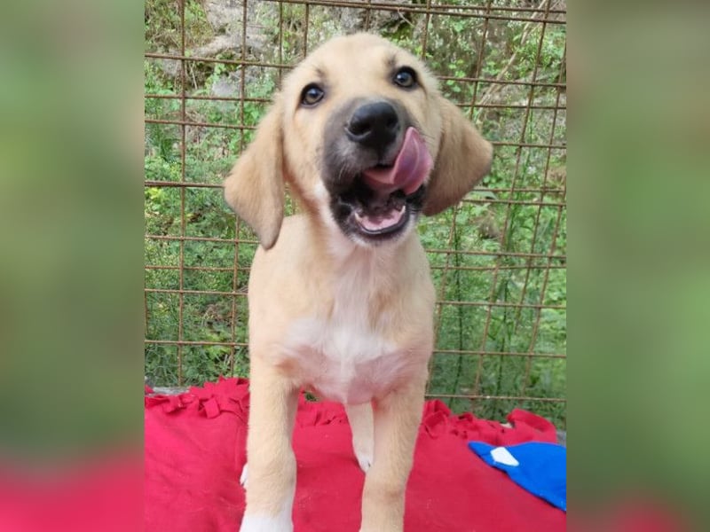 Sonnenschein ♥Lilly♥ zuckersüße Welpin