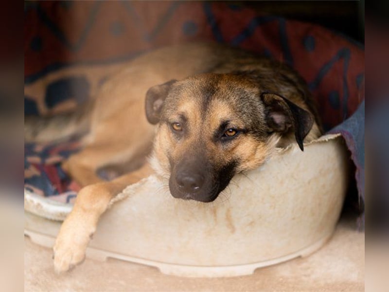 Good-Boy LINO❤️zutraulich, sozial & aufgeschlossen Good-Boy LINO❤️zutraulich, sozial & aufgeschlossen