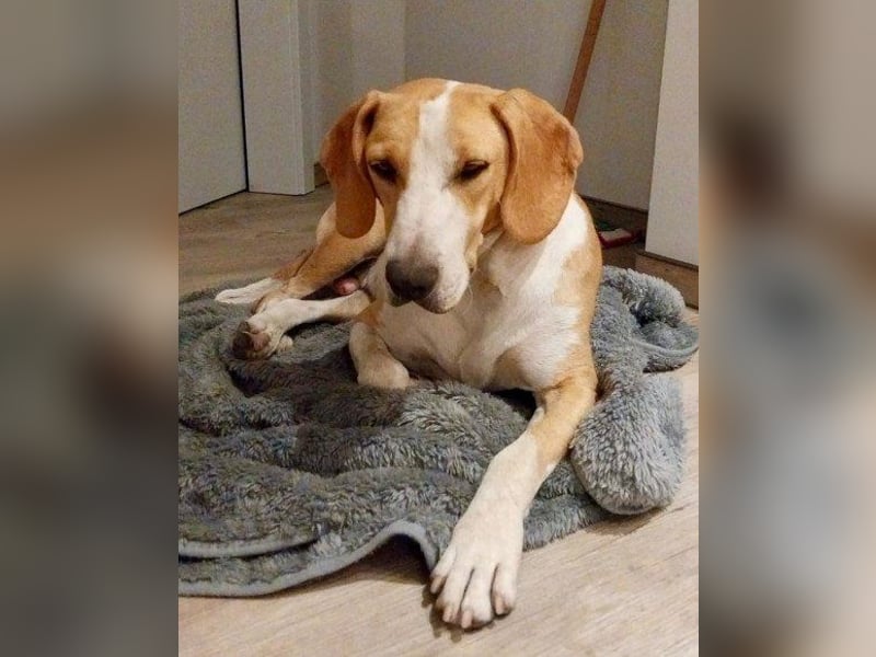 Toni - auf Pflegestelle in 47652 Weeze