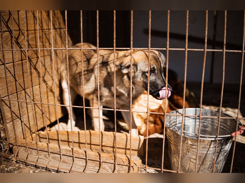 COCO❤️verspielt, sanft und voller Vertrauen: ein Herz für Groß und Klein!