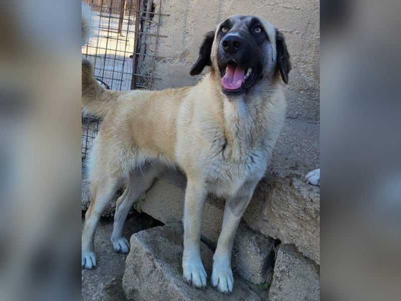 ♥Sofia♥ liebe und aktive HSH-Mix-Junghündin ♥Sofia♥ liebe und aktive HSH-Mix-Junghündin