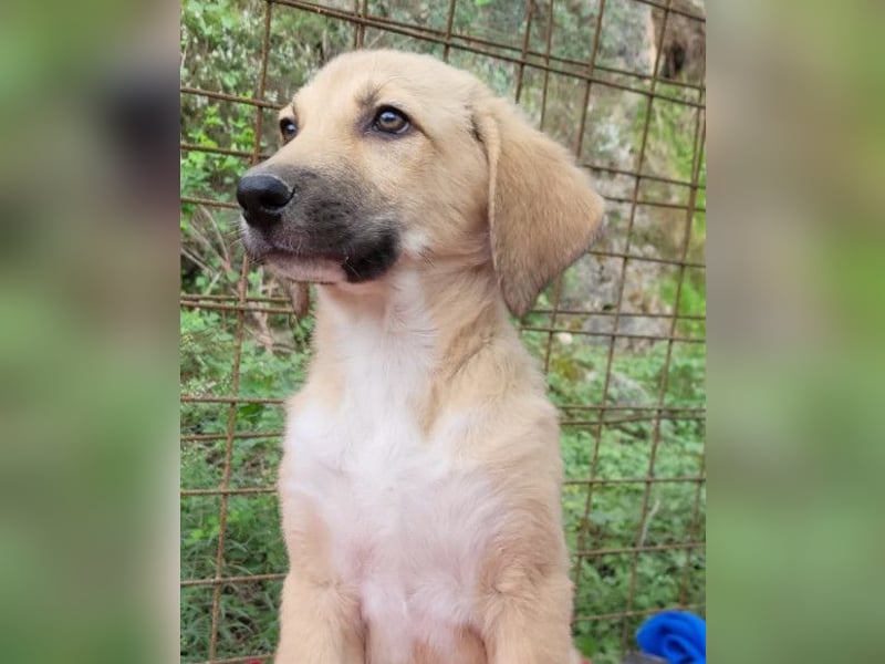 Sonnenschein ♥Lilly♥ zuckersüße Welpin
