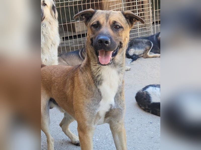 XAVER❤️entzückender, lustiger Jungrüde auf dringender Körbchensuche!