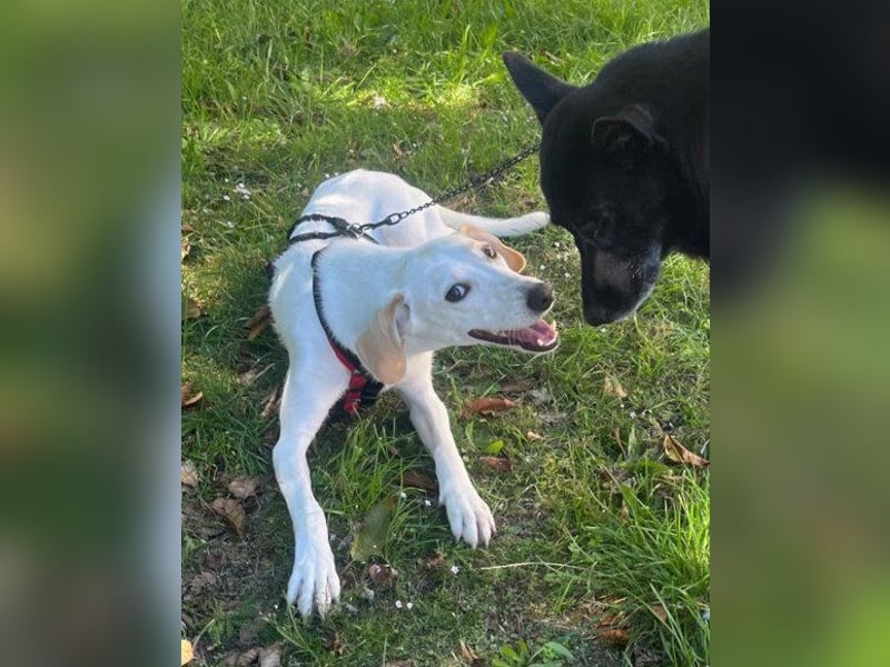 Zarte ♥ Bella ♥ wartet bereits in 64711 Erbach/Odenwald