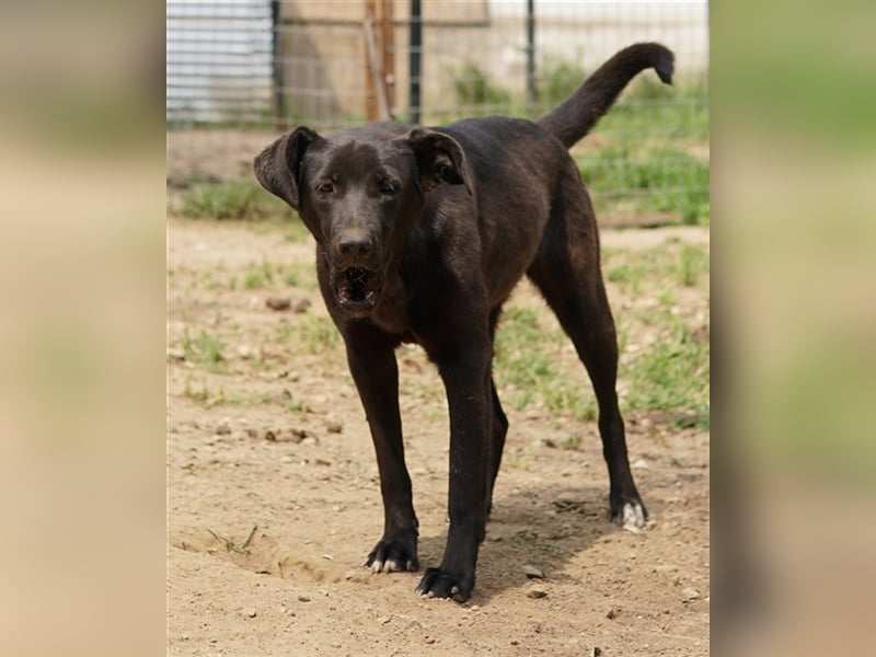 Romira, geb. ca. 06/2022, lebt in GRIECHENLAND, auf einer privaten Pflegestelle