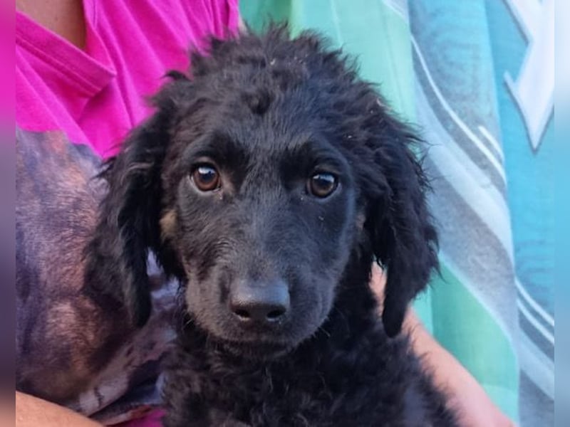 MILANA❤️liebe Kuschelmaus sucht dringend ihr Für-Immer-Körbchen