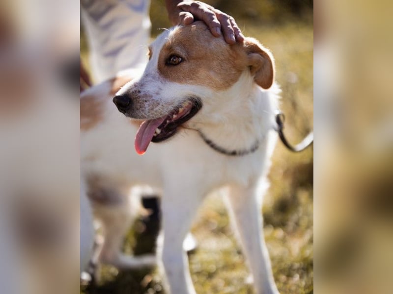 CHARLIE❤️Lieb. Aufgeschlossen. Einfach besonders: ein Herzbub voller Liebe sucht sein Zuhause!