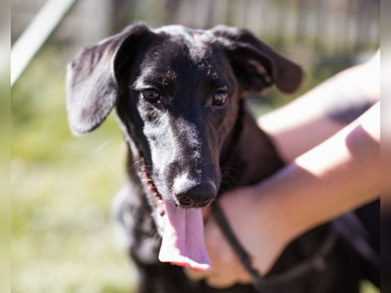 DIEGO❤️sozialer, menschenbezogener Jungspund mit fröhlichem Wesen DIEGO❤️sozialer, menschenbezogener Jungspund mit fröhlichem Wesen