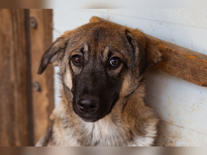 COCO❤️verspielt, sanft und voller Vertrauen: ein Herz für Groß und Klein!