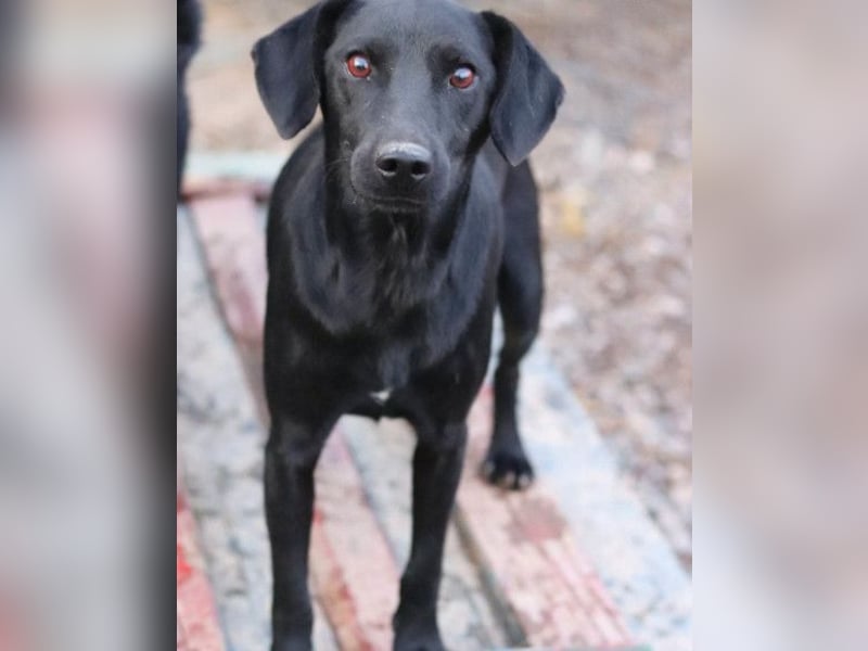 ALEX❤️fröhlicher, schwarzer, anhänglicher Hüpfer sucht seine treuen Menschen