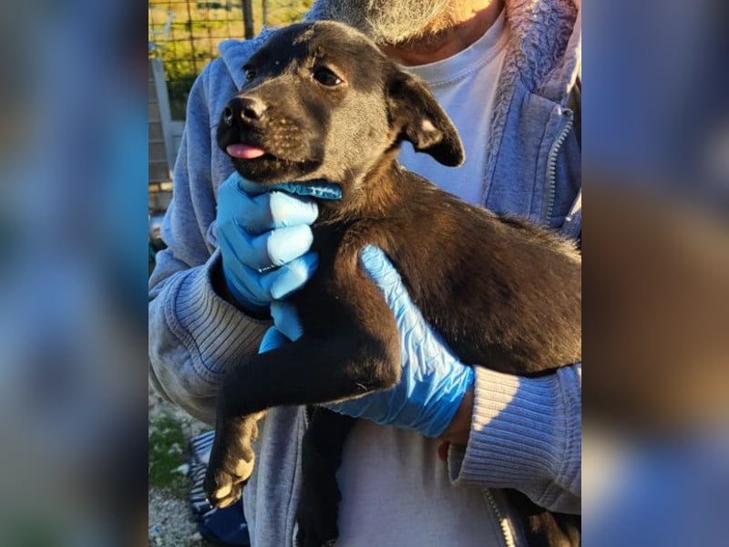 süße TABI❤️kuschelsüchtiges Sonnenscheinchen & pure Lebensfreude!