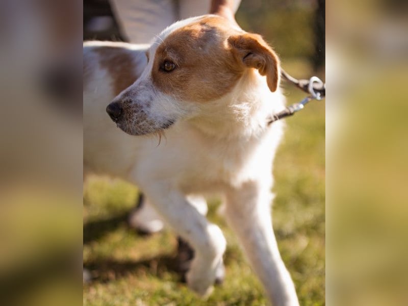 CHARLIE❤️Lieb. Aufgeschlossen. Einfach besonders: ein Herzbub voller Liebe sucht sein Zuhause!