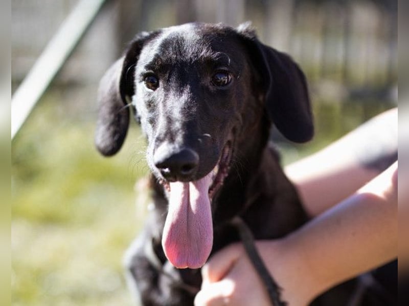 DIEGO❤️sozialer, menschenbezogener Jungspund mit fröhlichem Wesen DIEGO❤️sozialer, menschenbezogener Jungspund mit fröhlichem Wesen