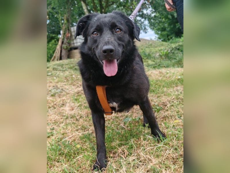 Lady ♥ Gara ♥  freundlich, offen, verschmust Lady ♥ Gara ♥  freundlich, offen, verschmust