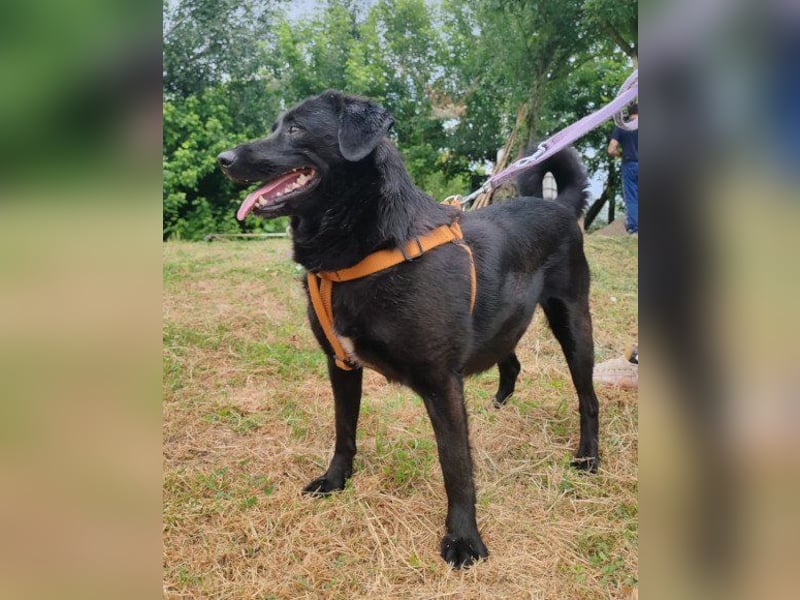 Lady ♥ Gara ♥  freundlich, offen, verschmust Lady ♥ Gara ♥  freundlich, offen, verschmust