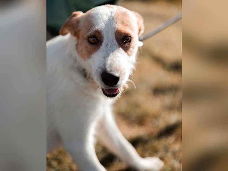 CHARLIE❤️Lieb. Aufgeschlossen. Einfach besonders: ein Herzbub voller Liebe sucht sein Zuhause!