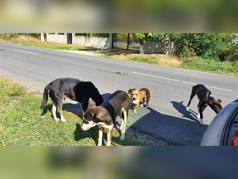 Lea die schöne Vorsichtige
