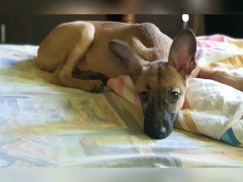 Giulio sucht sein Kuschelkörbchen