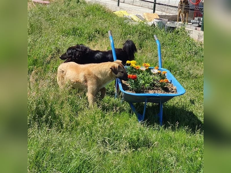 Milo wünscht sich ein Zuhause