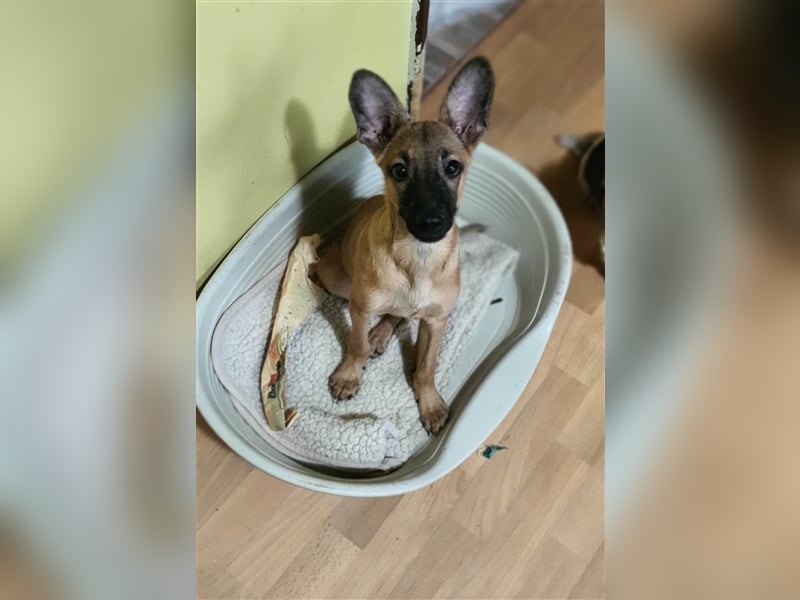 Giulio sucht sein Kuschelkörbchen