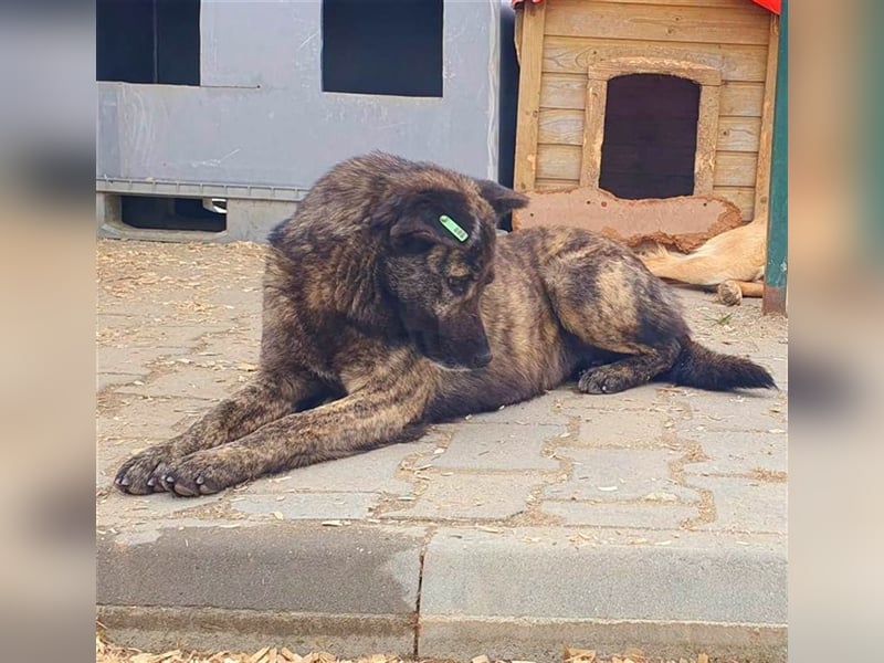 Anka wurde aus der Tötung befreit