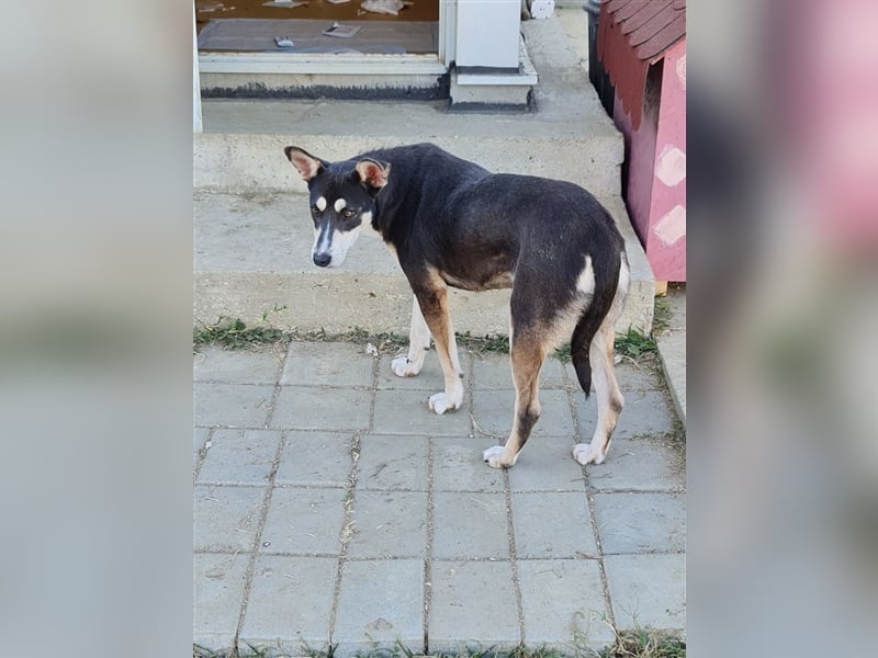 Lea die schöne Vorsichtige