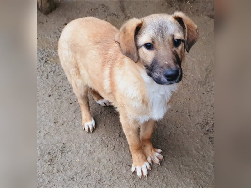 Milo wünscht sich ein Zuhause