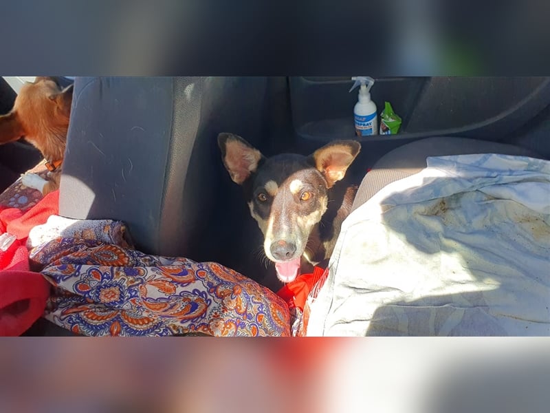 Lea die schöne Vorsichtige