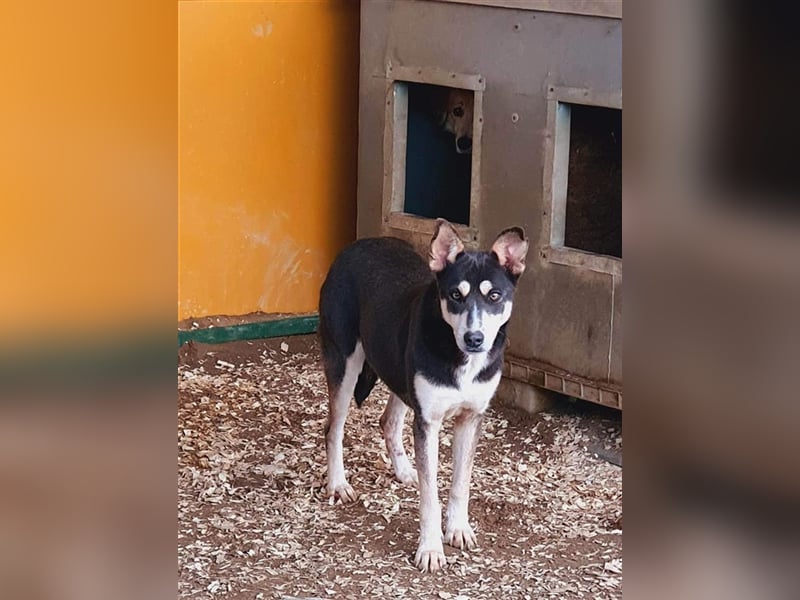 Lea die schöne Vorsichtige